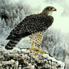 symbole de l'aigle en Asie