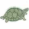 symbole de la tortue en Asie